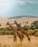 Kenya
