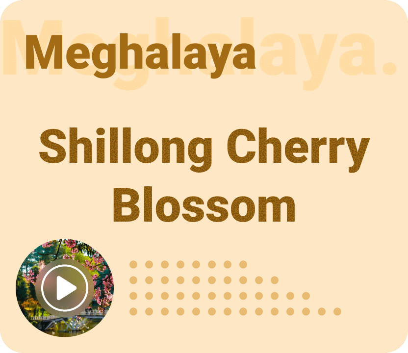 Cherry Blossom -Meghalaya