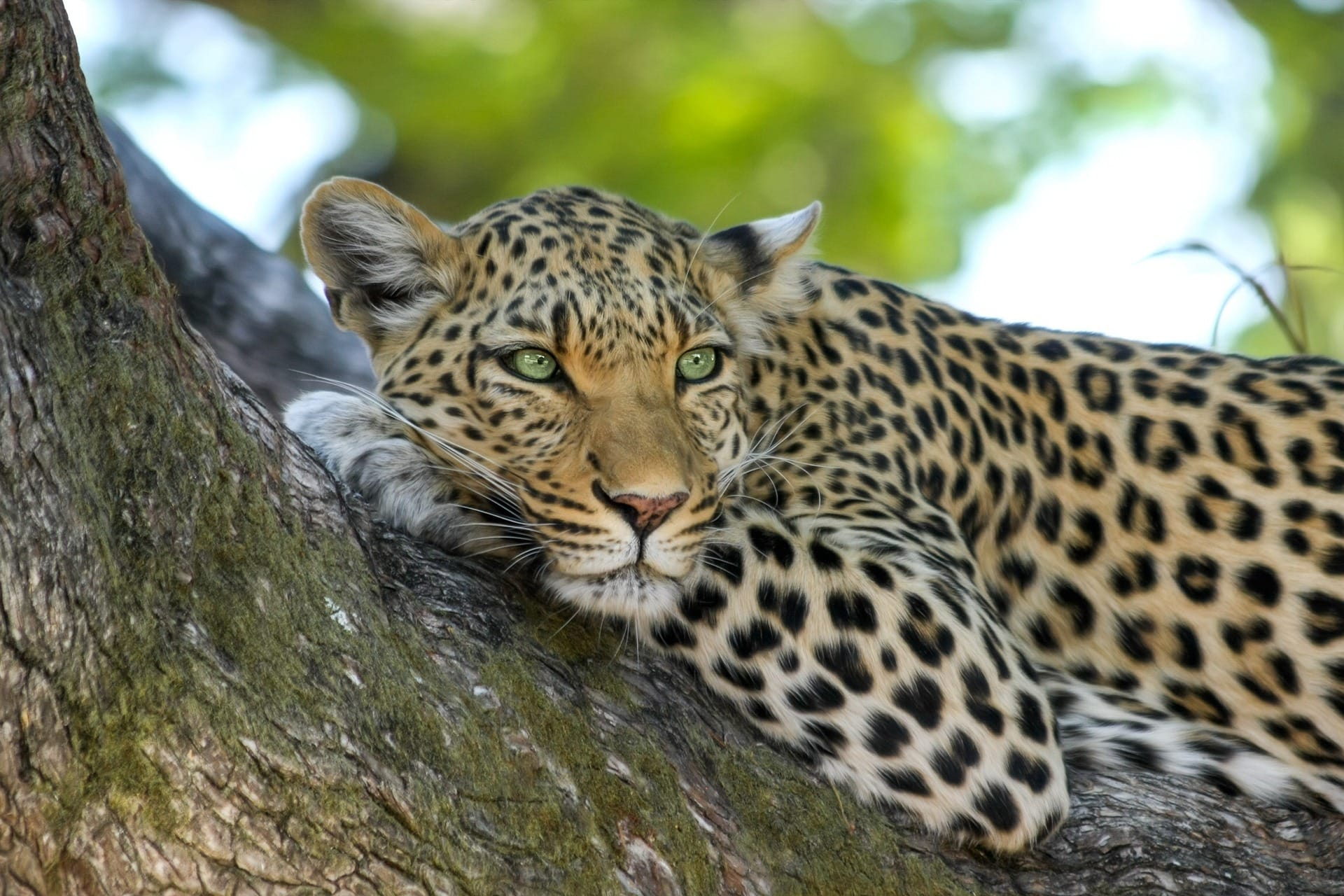 Wildlife Safari