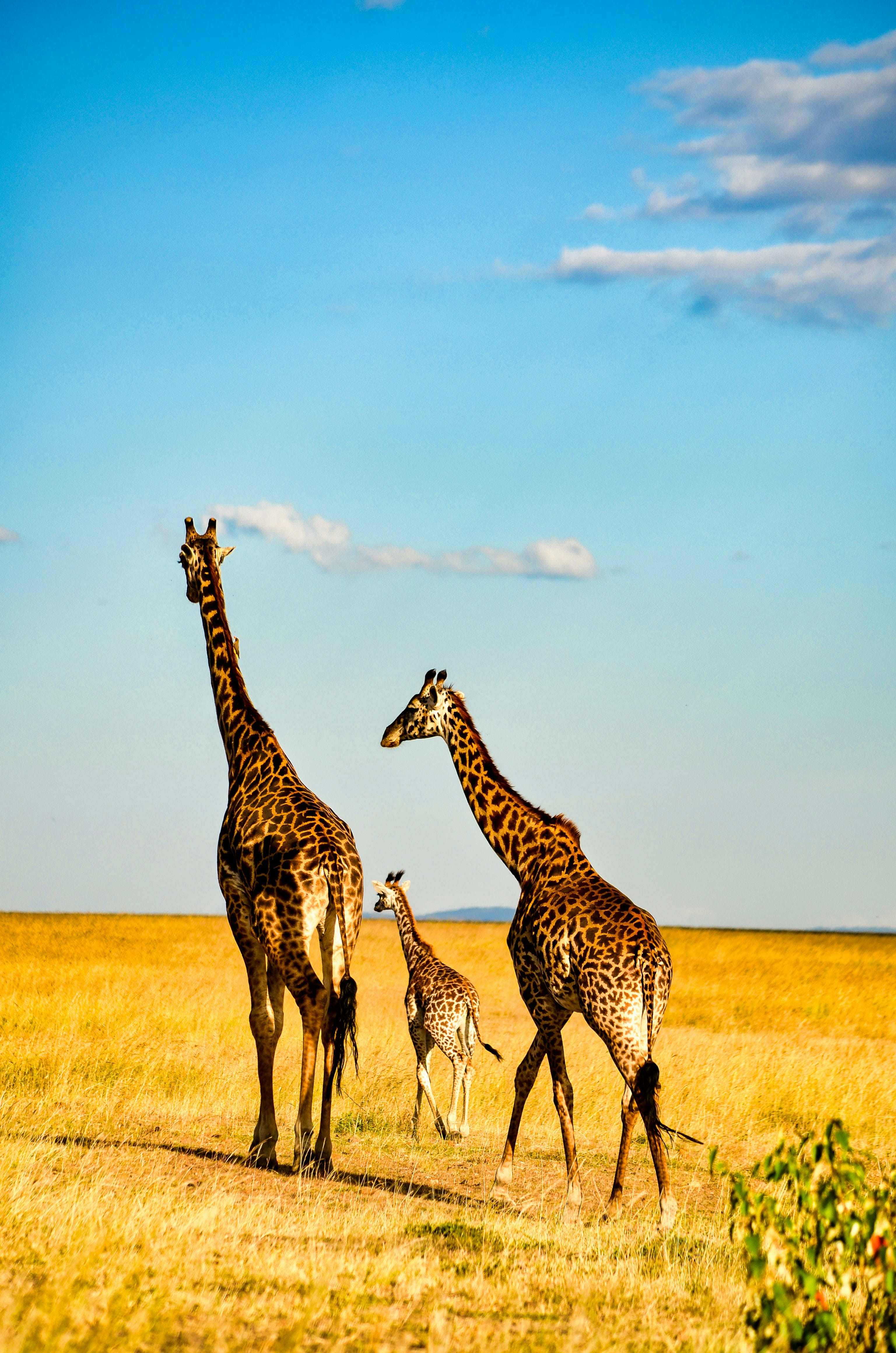 7-Day Exclusive Kenya Tour Package: Luxurious Safari Experience