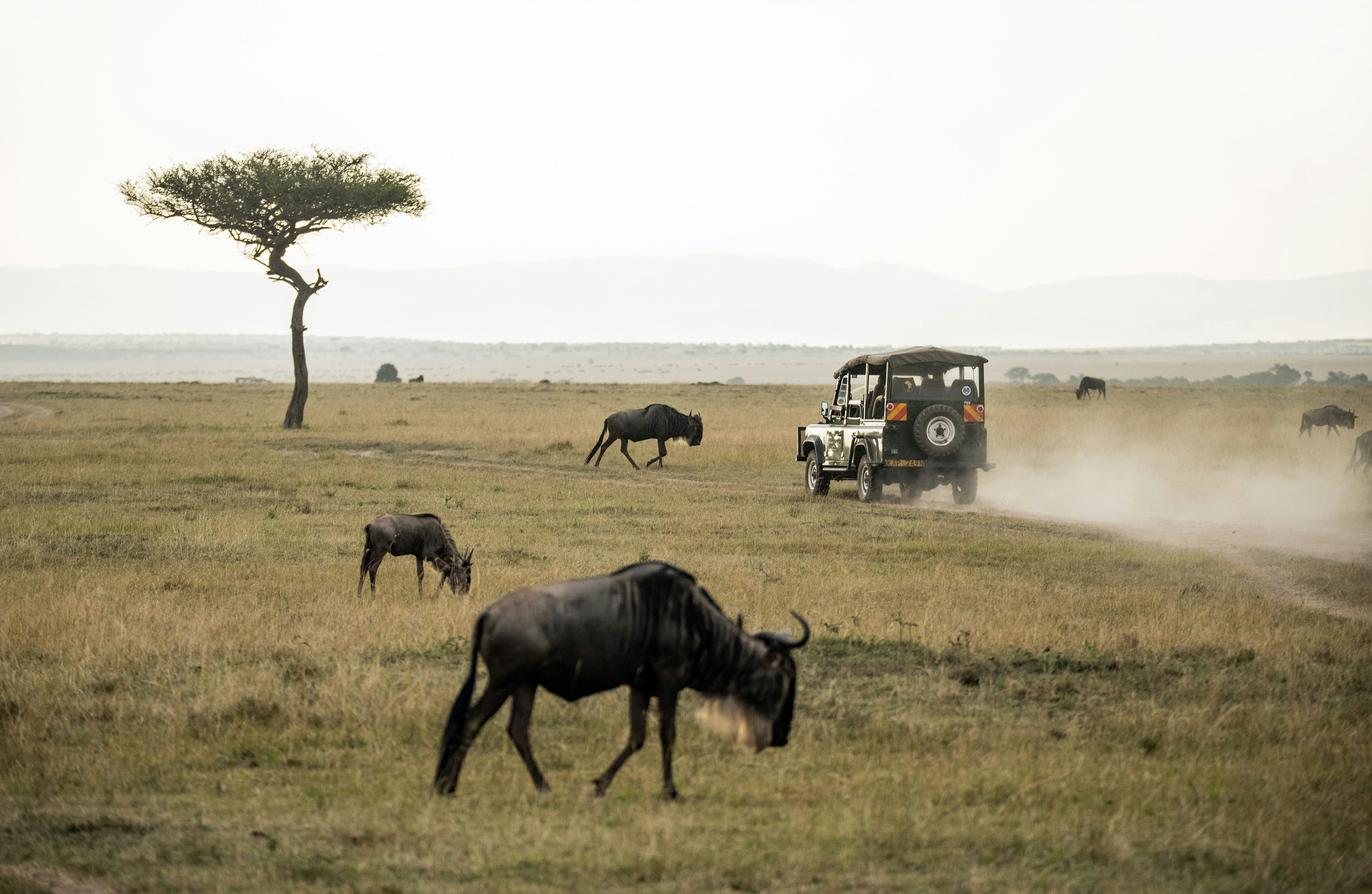 6-Day Kenya Travel Package with Masai Mara Safari and Village Tour