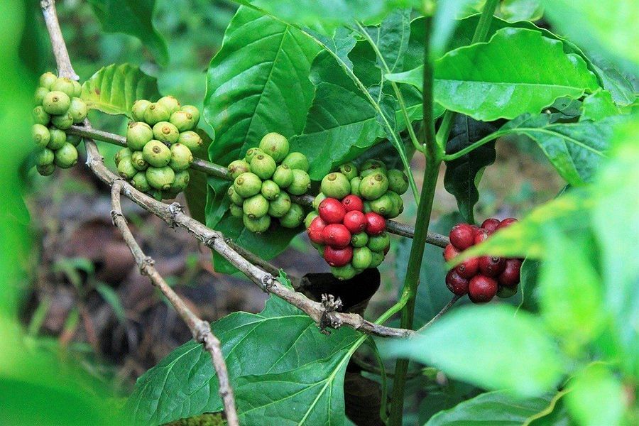 coorg-scotland-of-east