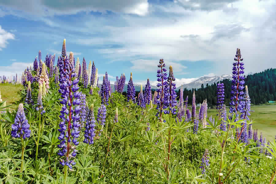 Places to visit in spring season in india