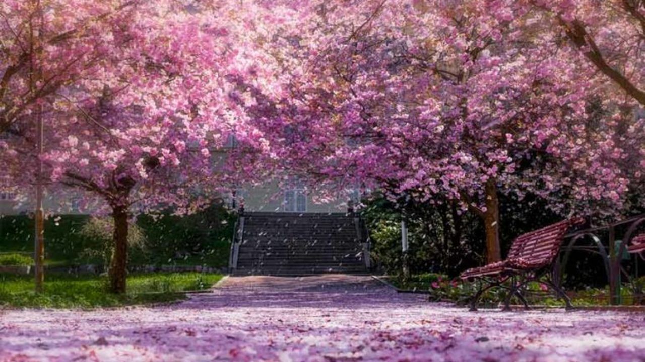 Cherry Blossoms in India
