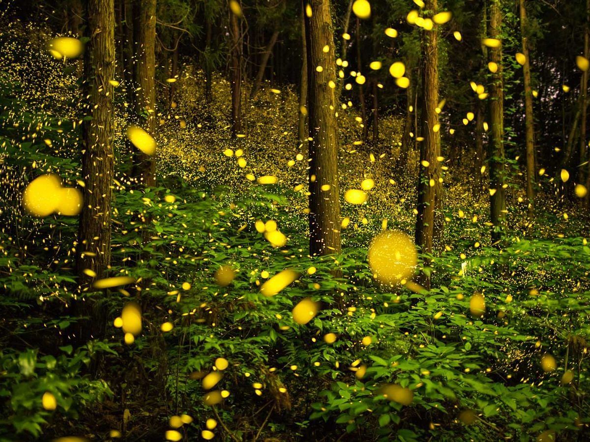 Fireflies-Festival