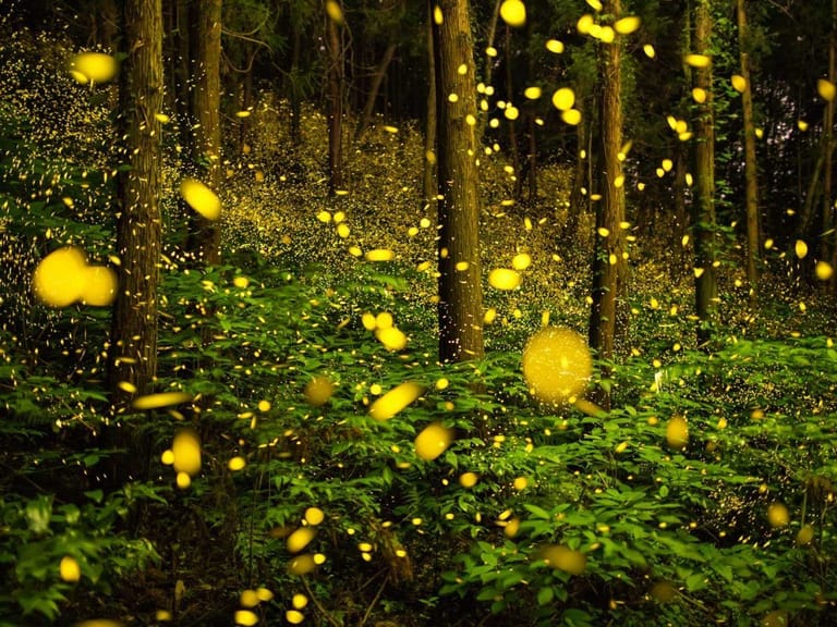 Fireflies-Festival