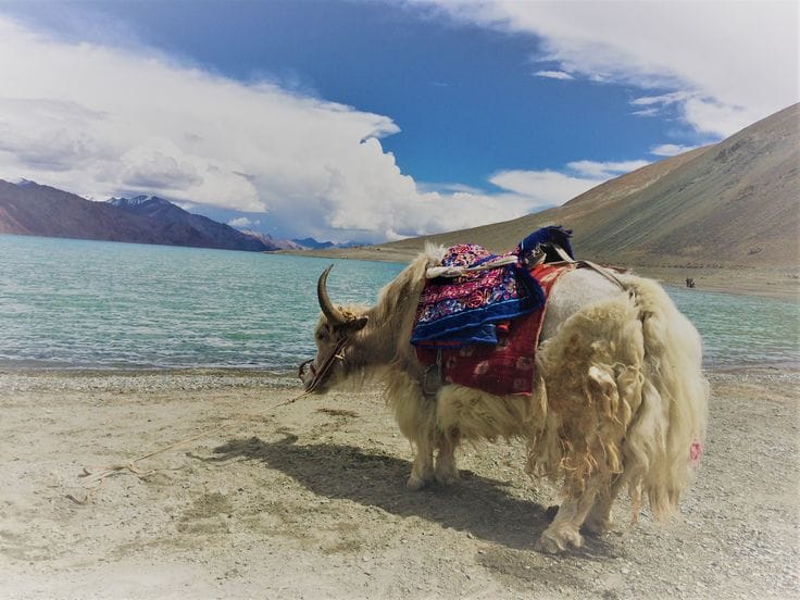 yak-safari-in-spiti-valley
