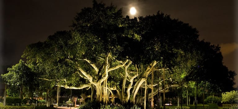 oldest-banyan-tree-in-the-world