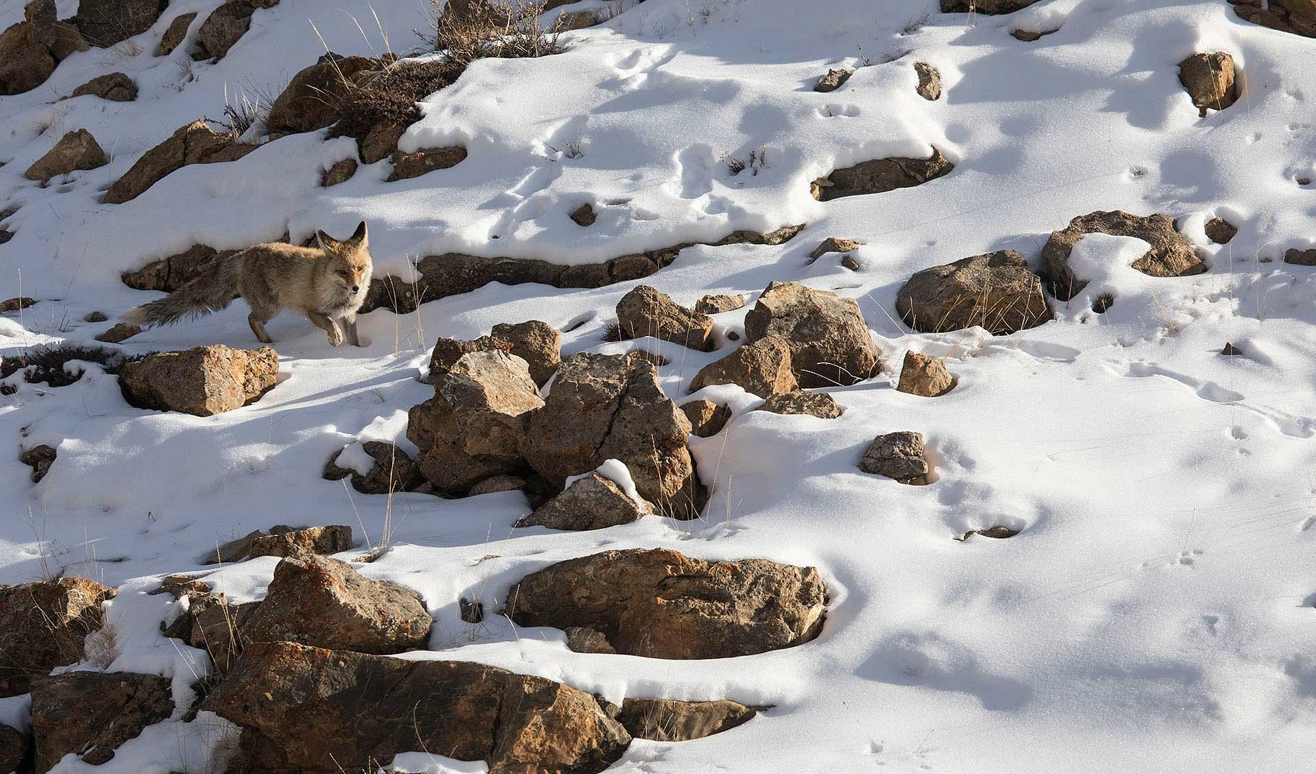 wildlife-places-in-spiti