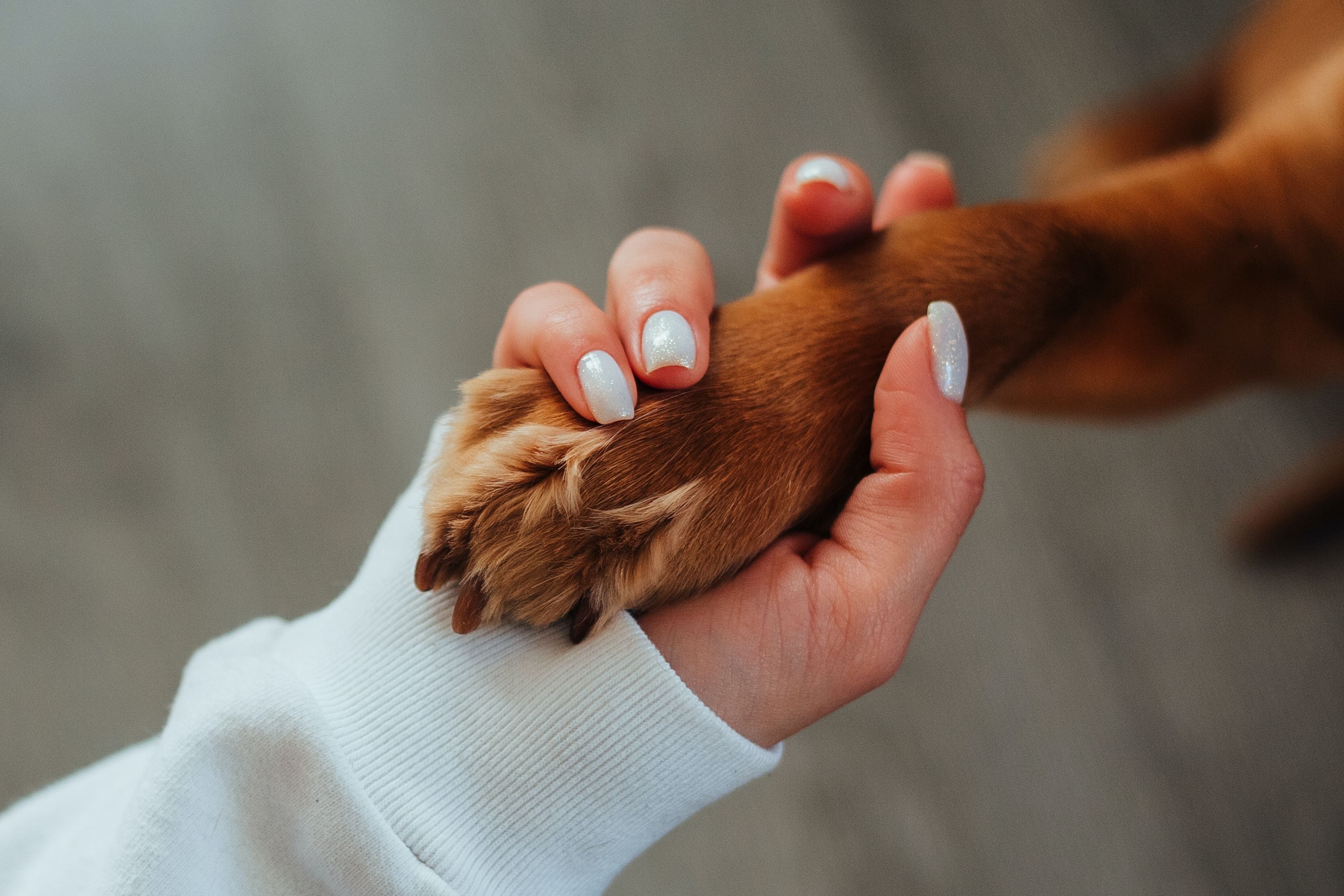 pet-friendly-vacation