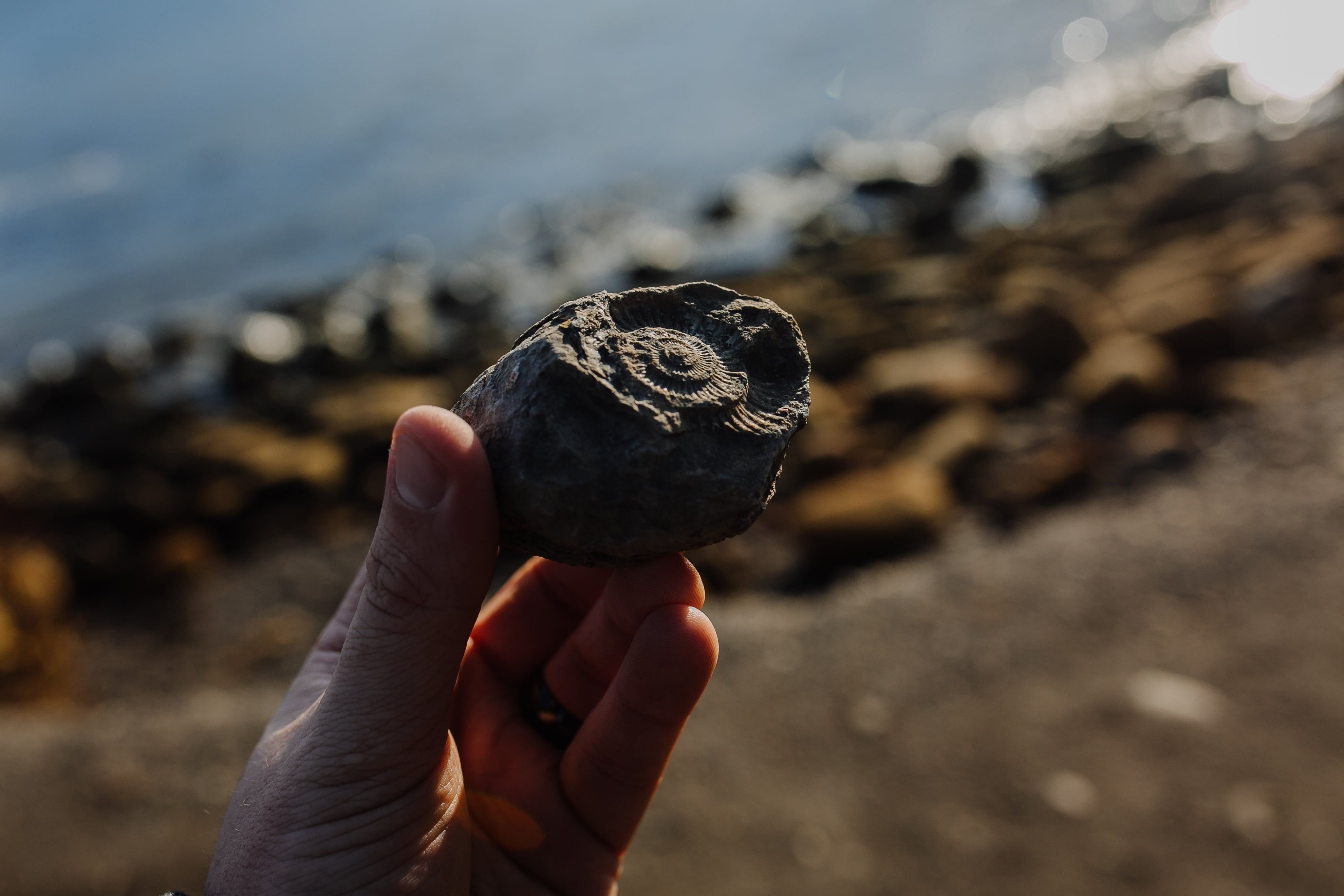fossil-hunting-in-spiti-valley