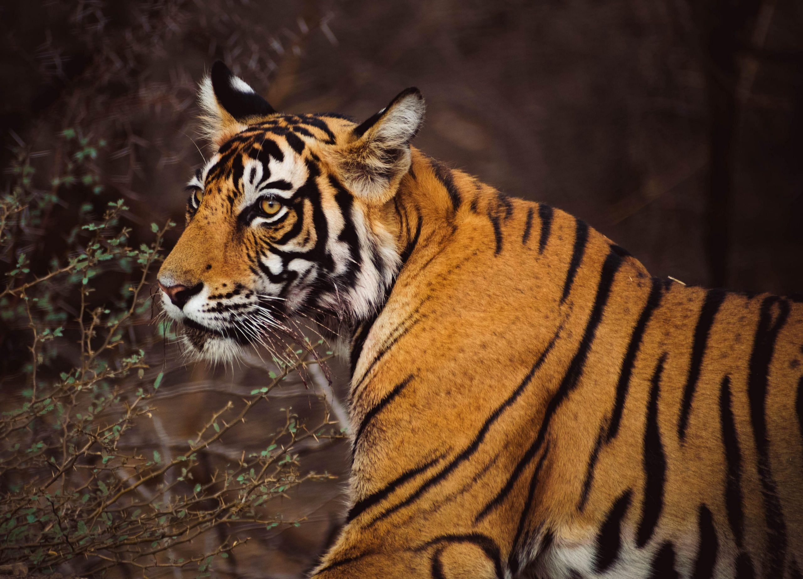 blog-images