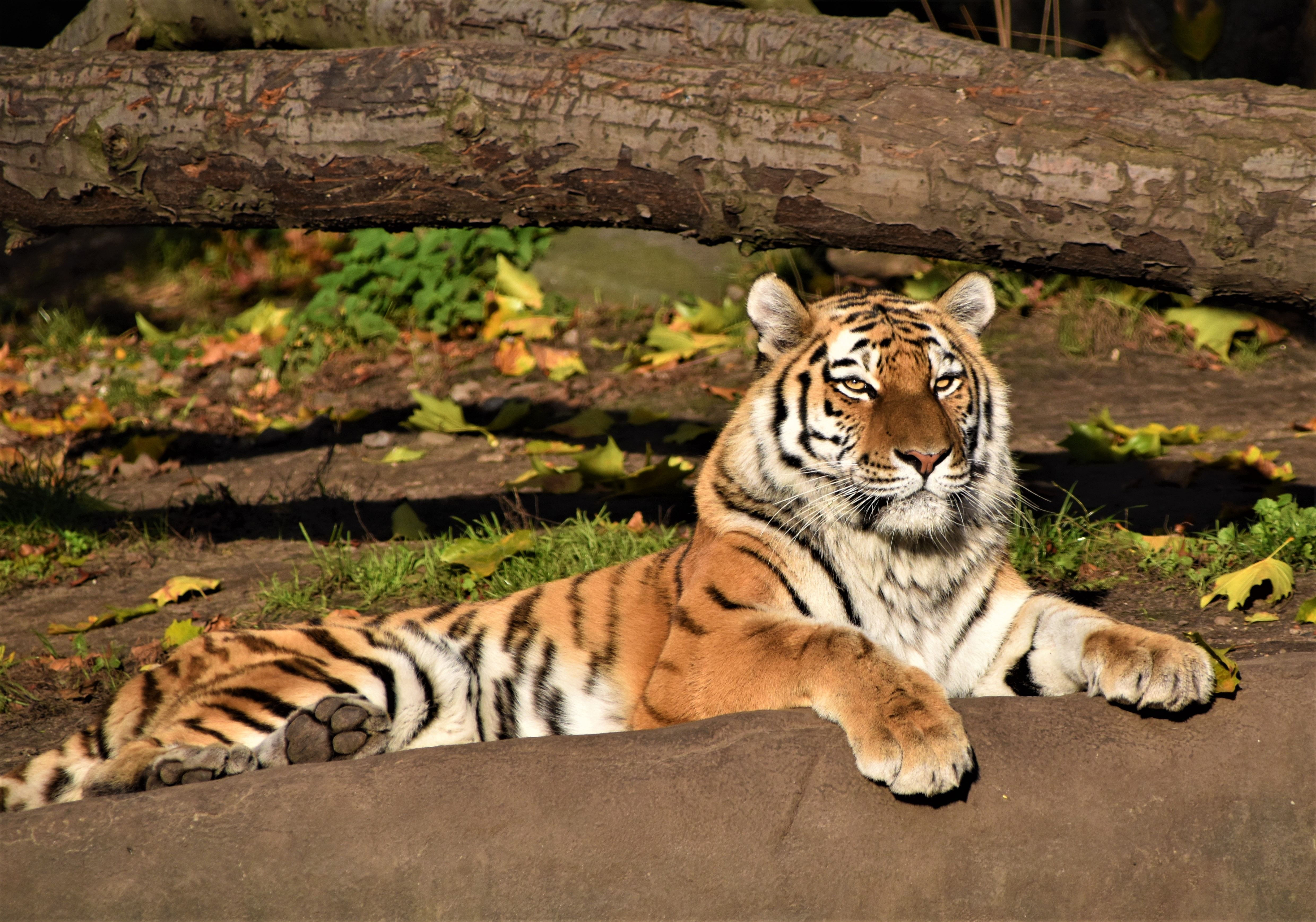wildlife-sanctuaries-in-kashmir