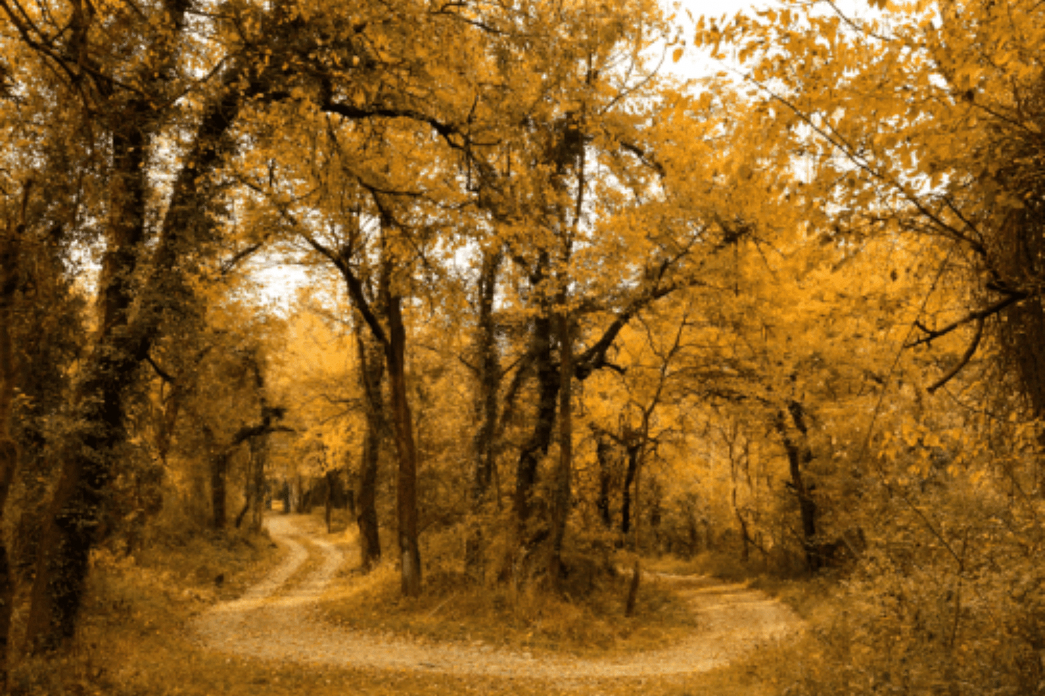 blog-images
