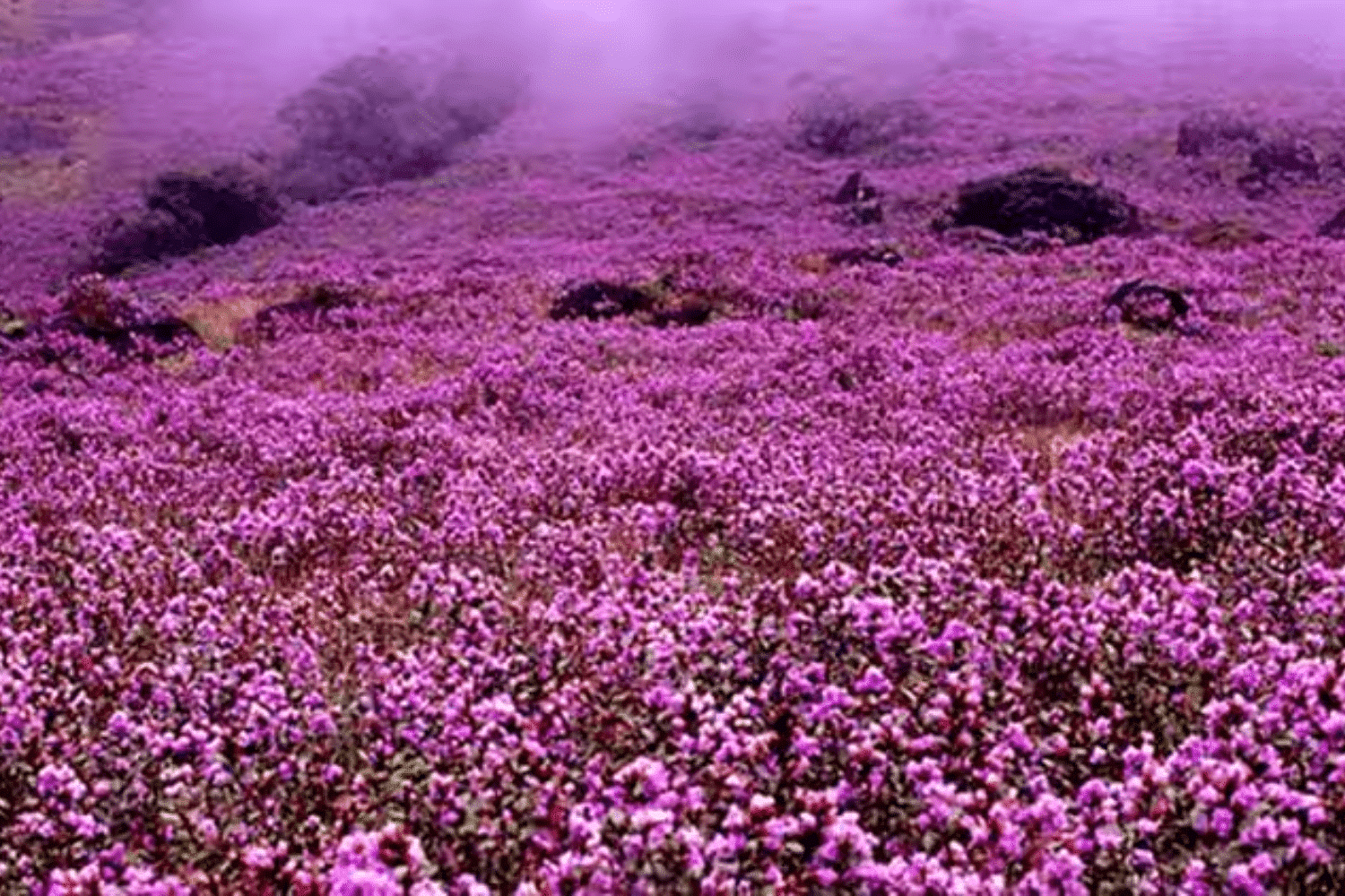 blog-images