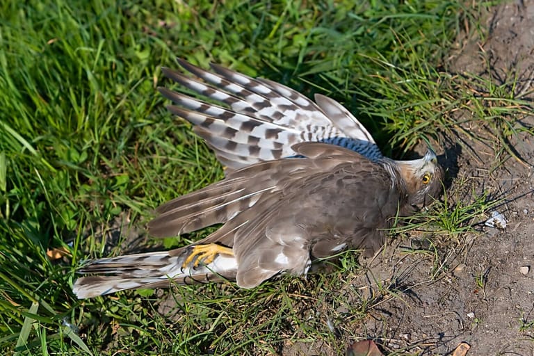 jatinga-bird-suicide-mystery