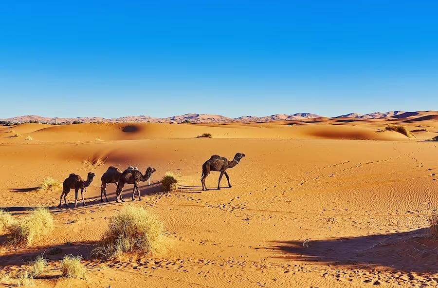 national-parks-in-dubai