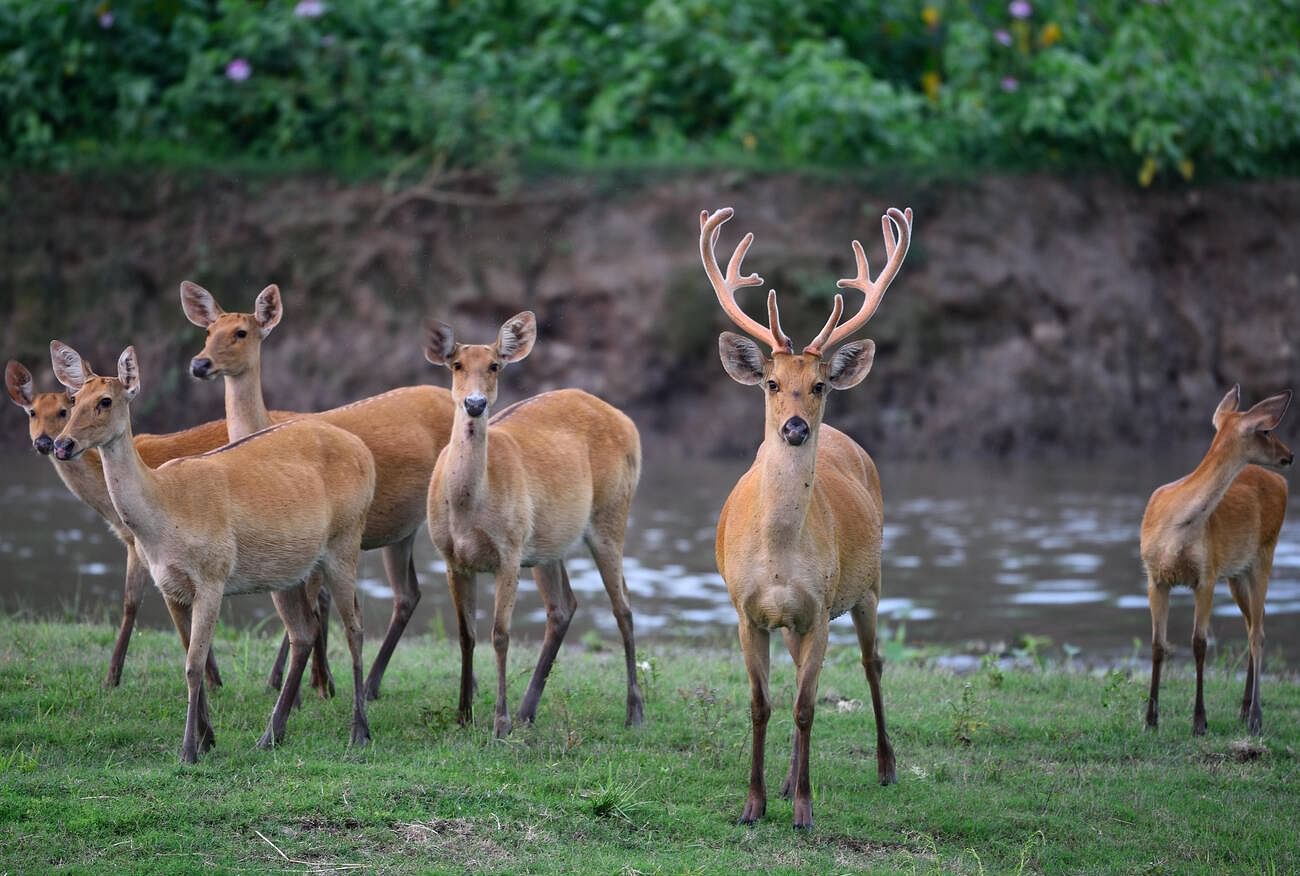 kaziranga-national-park