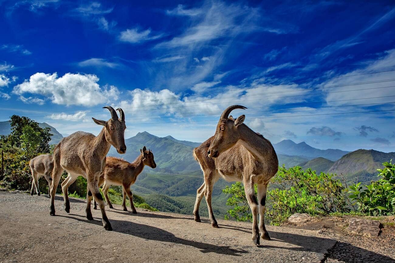 reach-eravikulam-national-park-munnar