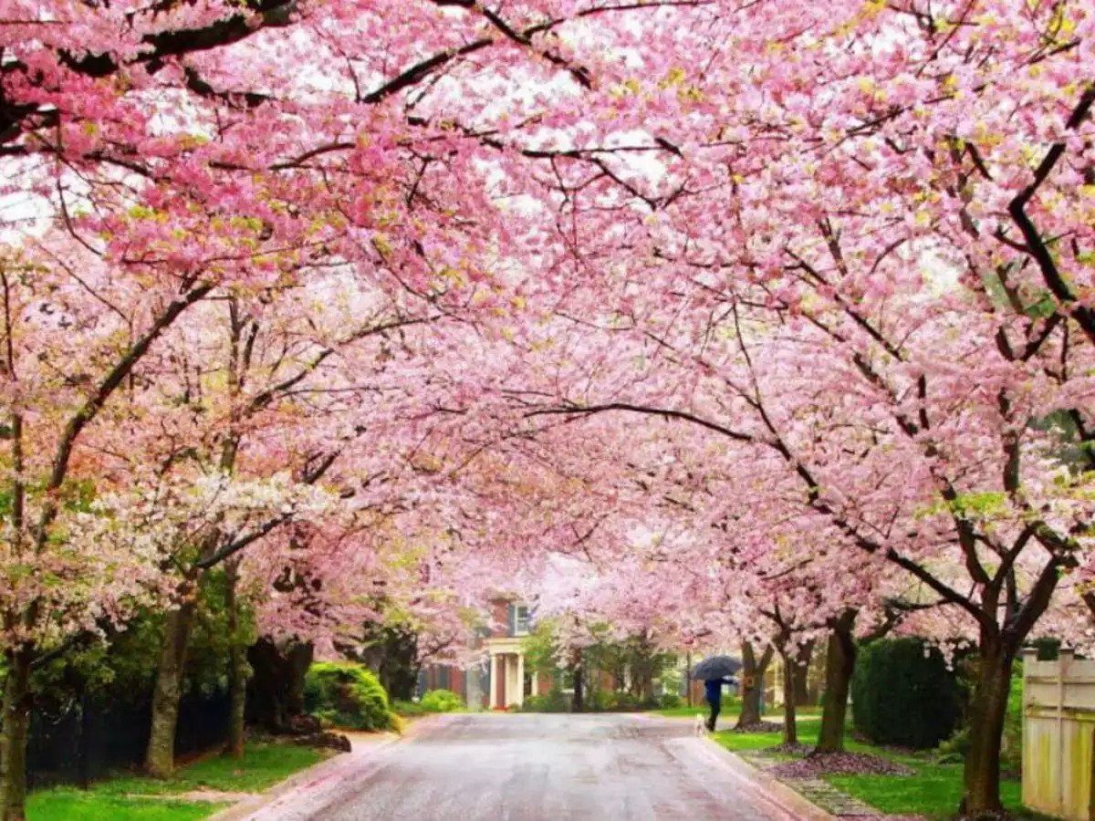 cherry-blossom-festival-india