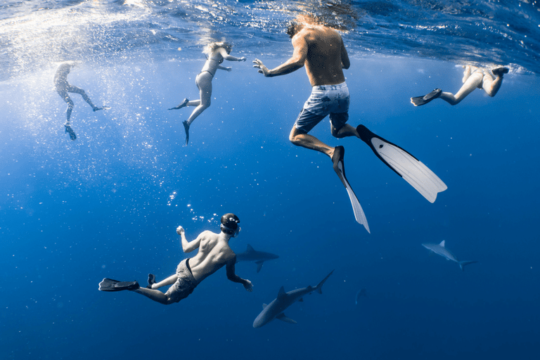 swim-with-sharks-in-maldives