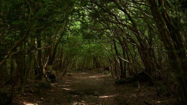 suicide-forest-of-japan