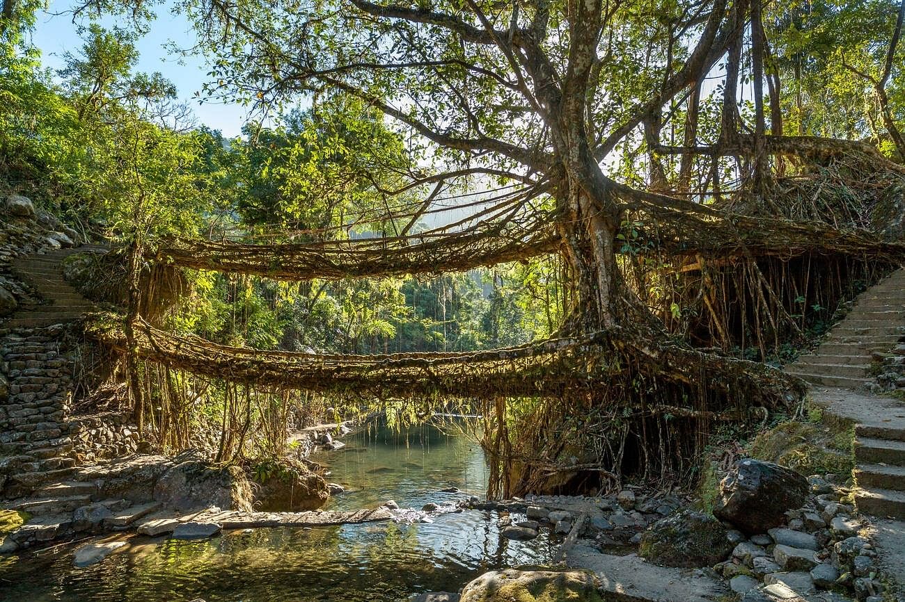 double-decker-living-root-bridge