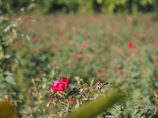 blog-images