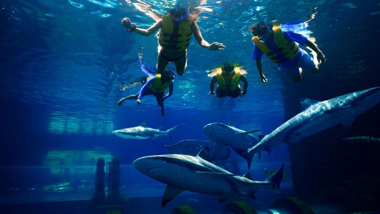 shark-diving-dubai