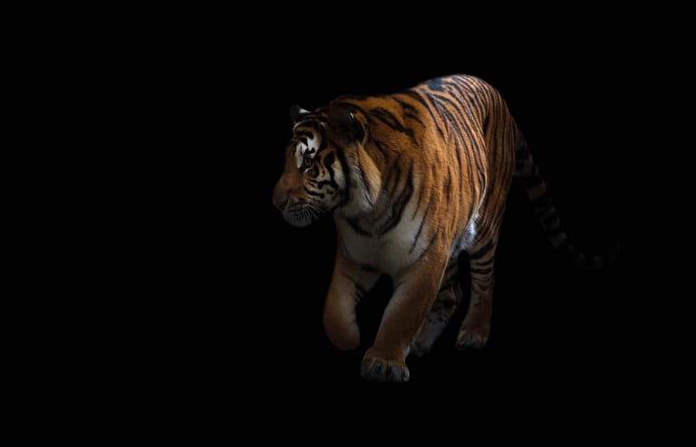 dark-tiger