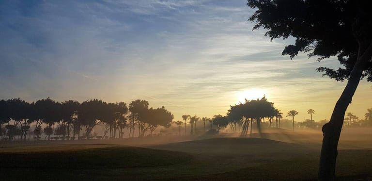 ancient-forest-in-cairo