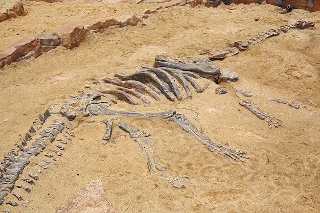 dinosaur-skeleton-in-france