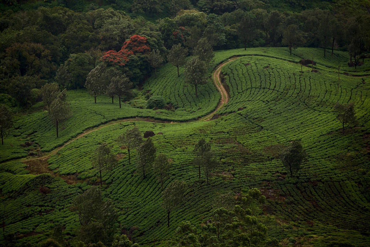 things-to-do-in-munnar-on-honeymoon