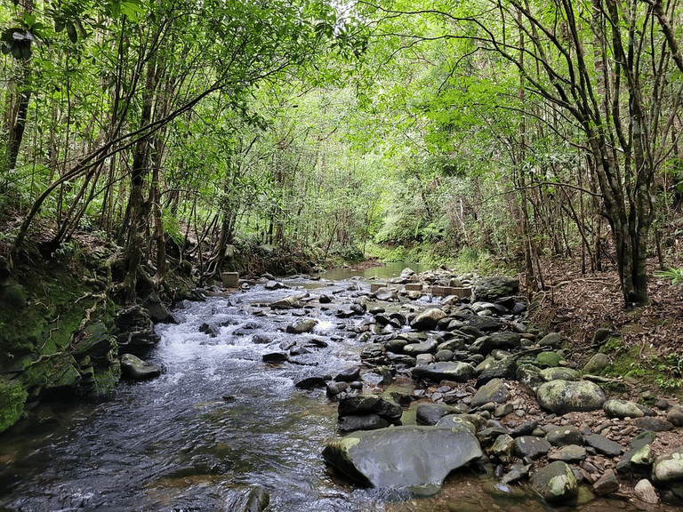 a-view-of-the-beautiful-bach-ma-national-park-for-visitors-who-are-planning-to-go-there