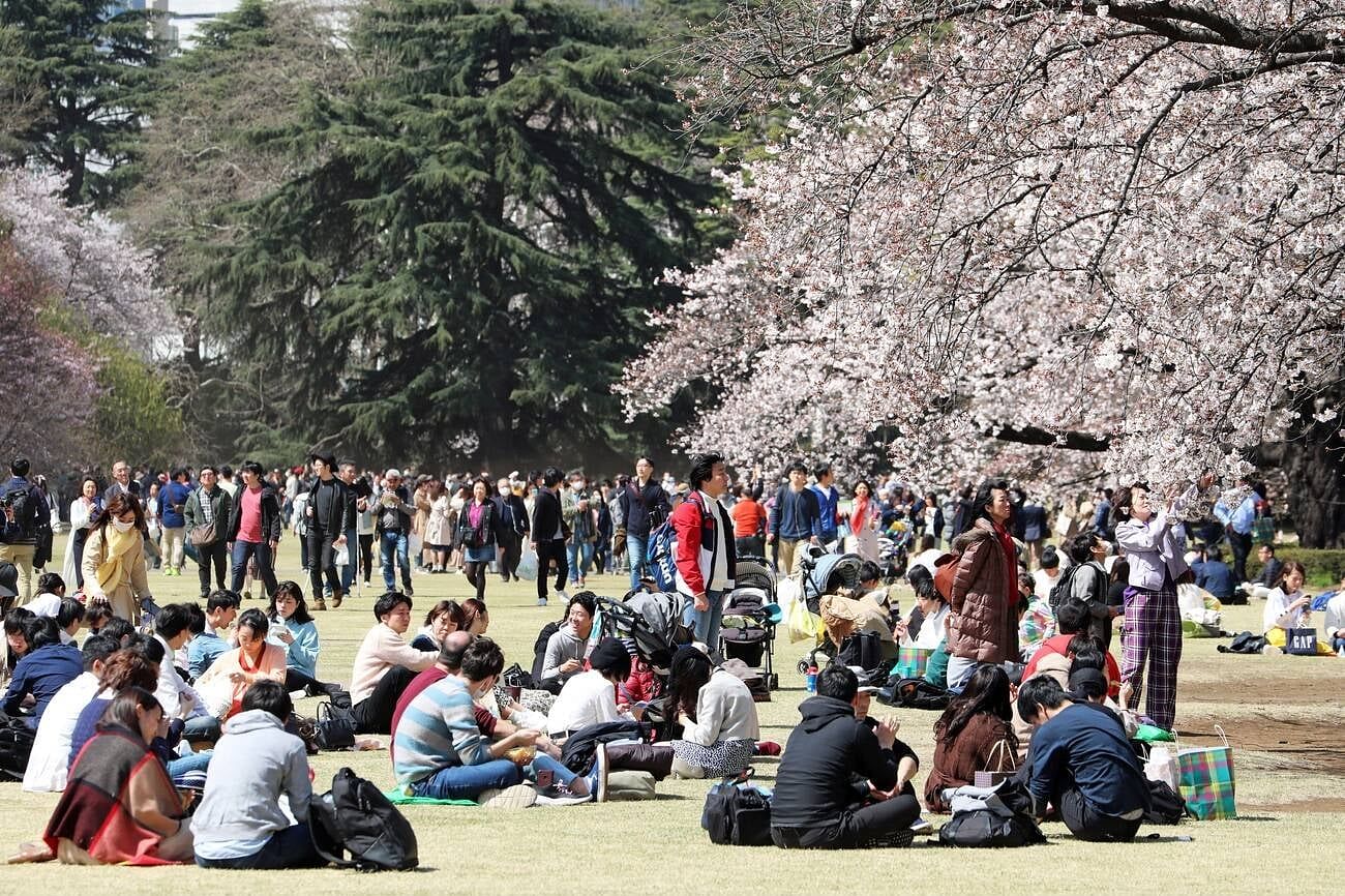 cherry-blossom-in-tokyo