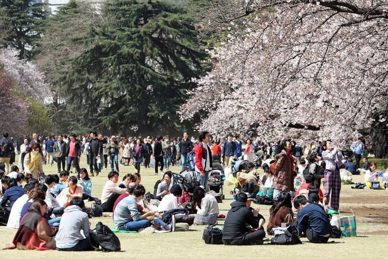 cherry-blossom-in-tokyo