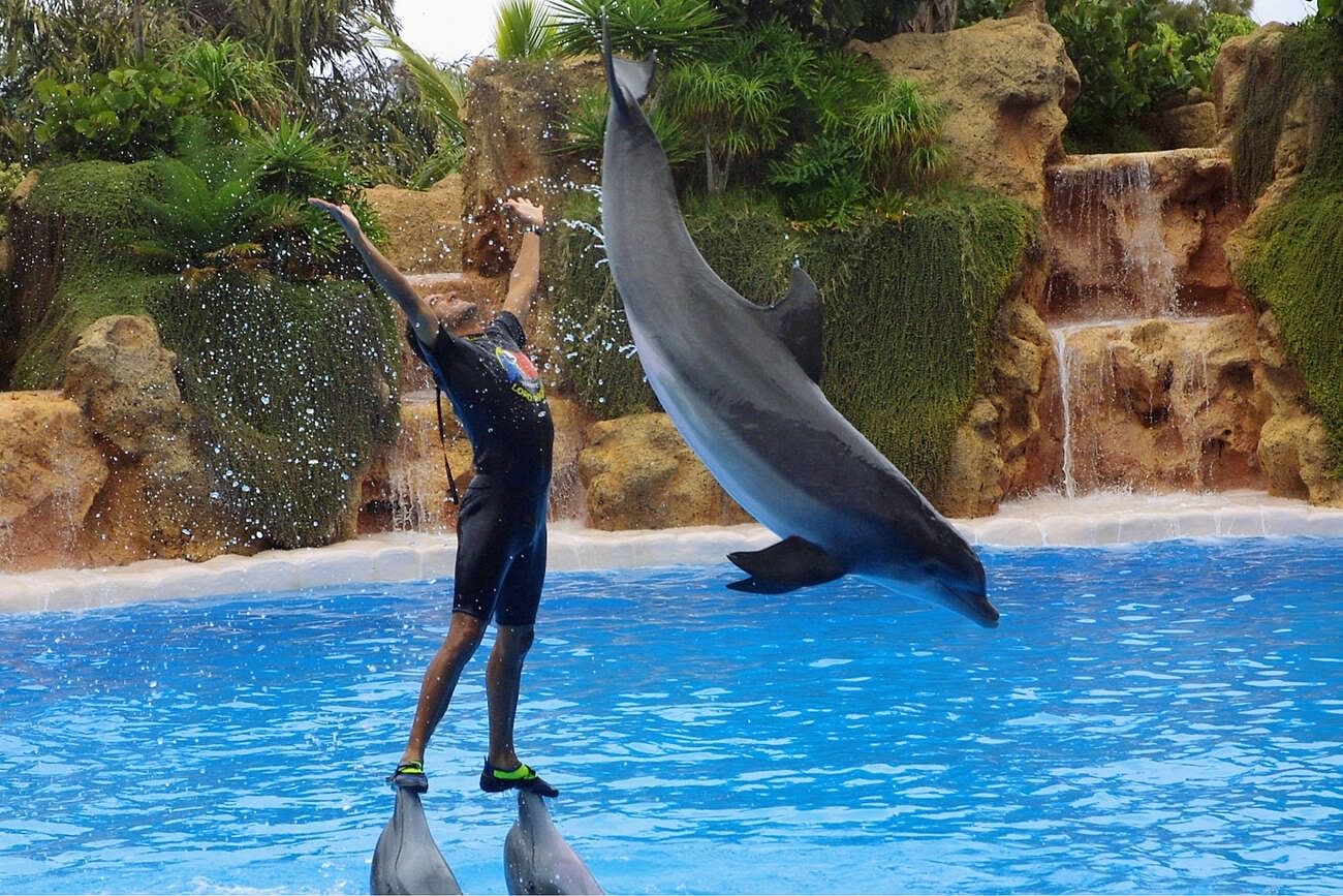dolphin-show