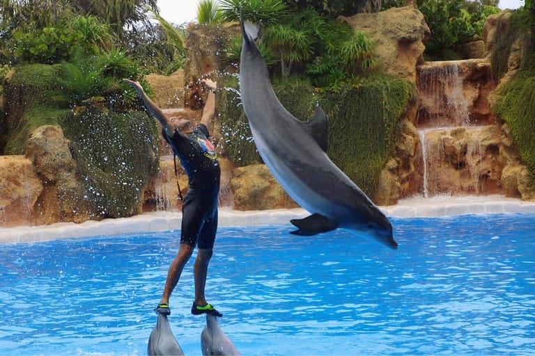 dolphin-show