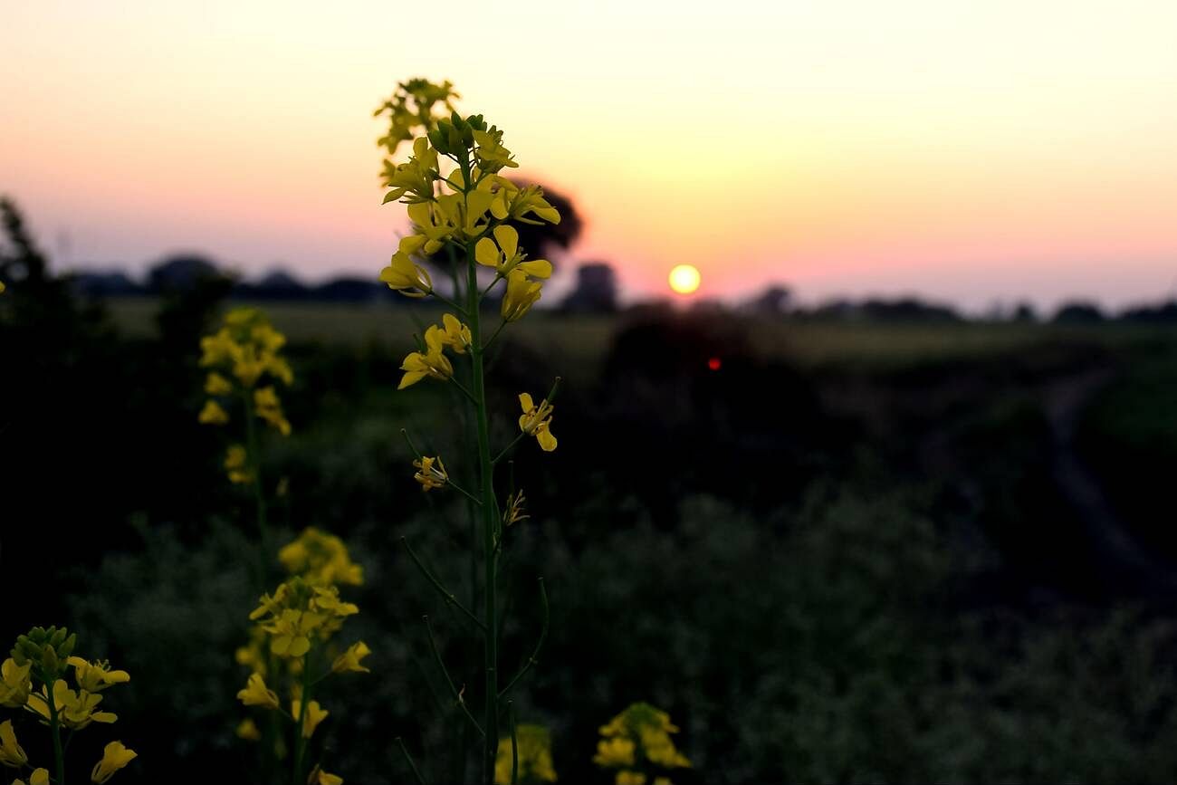 pulwama-kashmir