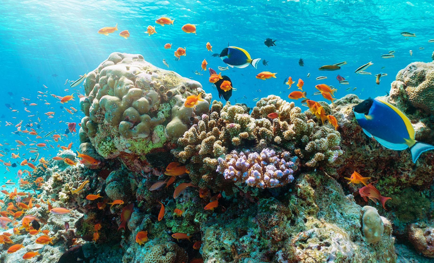 snorkelling-in-vietnam
