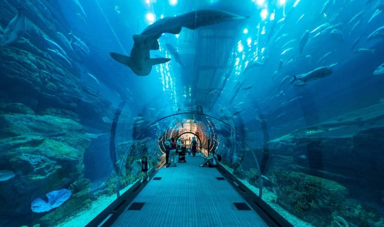 the-lost-chamber-aquarium