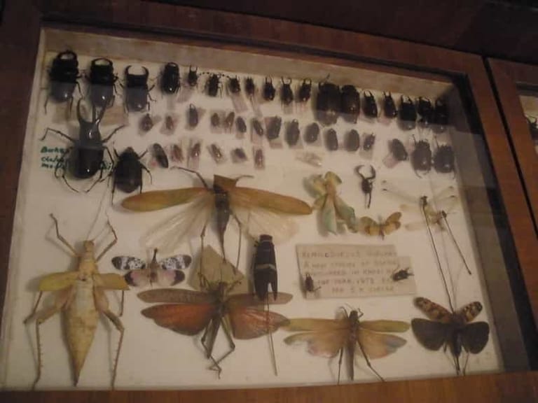 Wankhar Entomological Museum