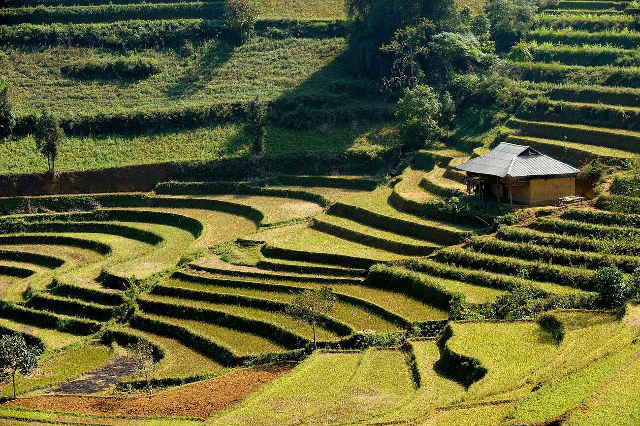 bac-ha