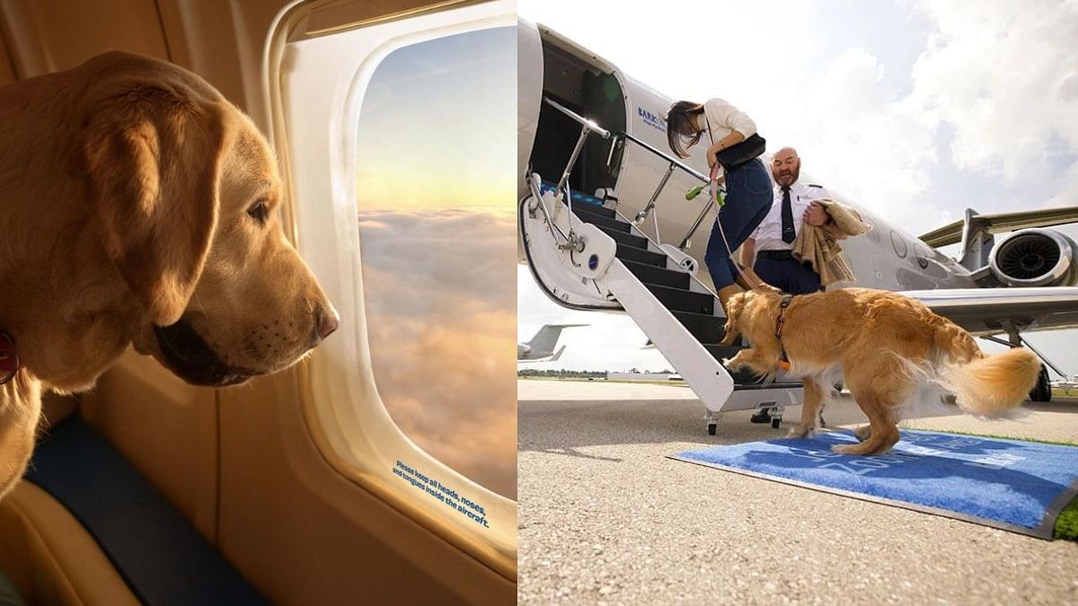 bark-air
