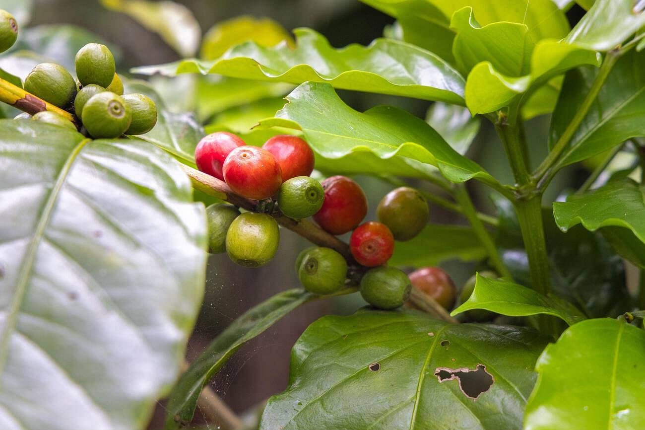 coffee-plantation-in-bali