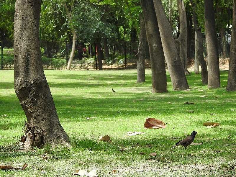 deer-park-in-delhi