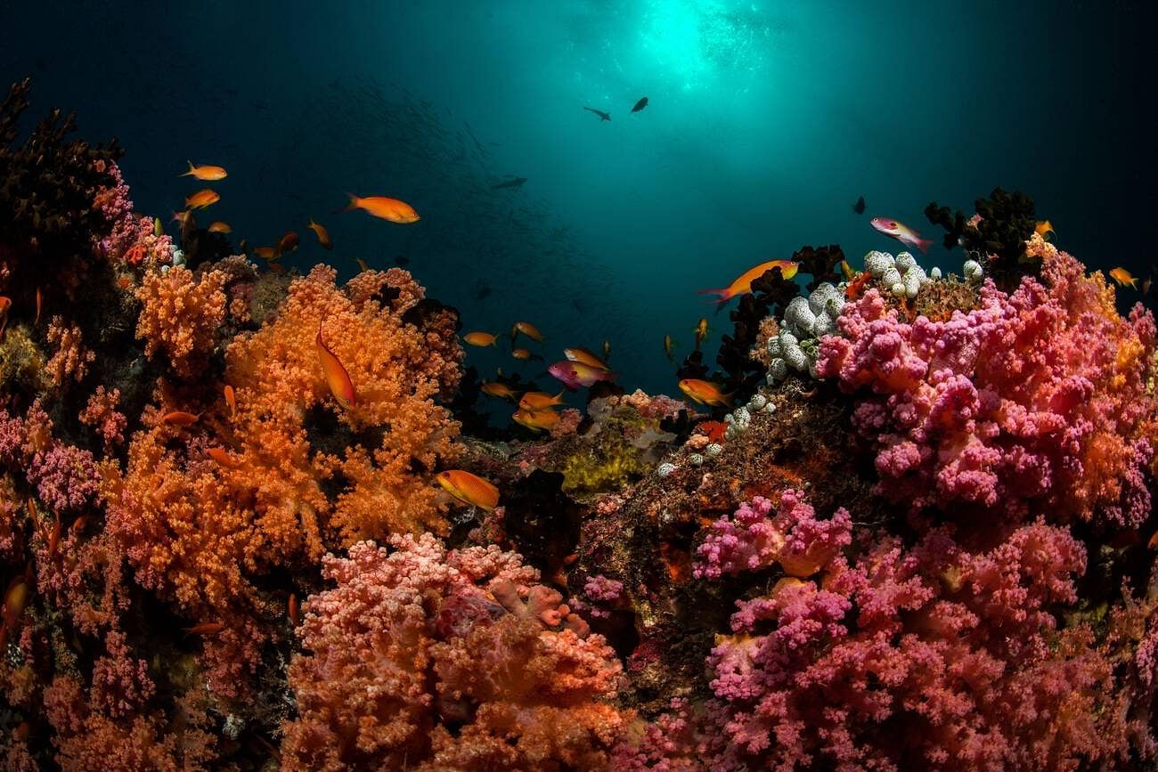 HP Reef Maldives