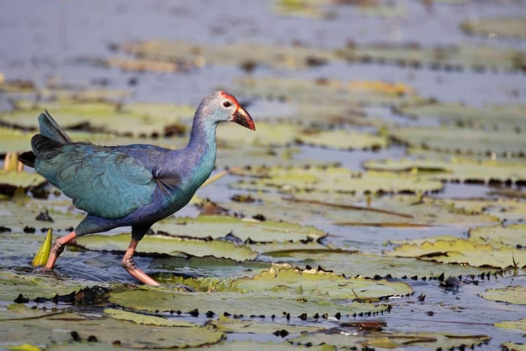 kumarakom-bird-sanctuary-min