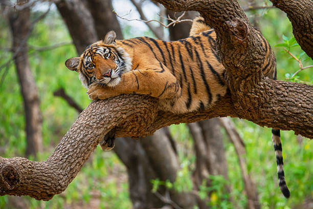 machiya-safari-park-tigress