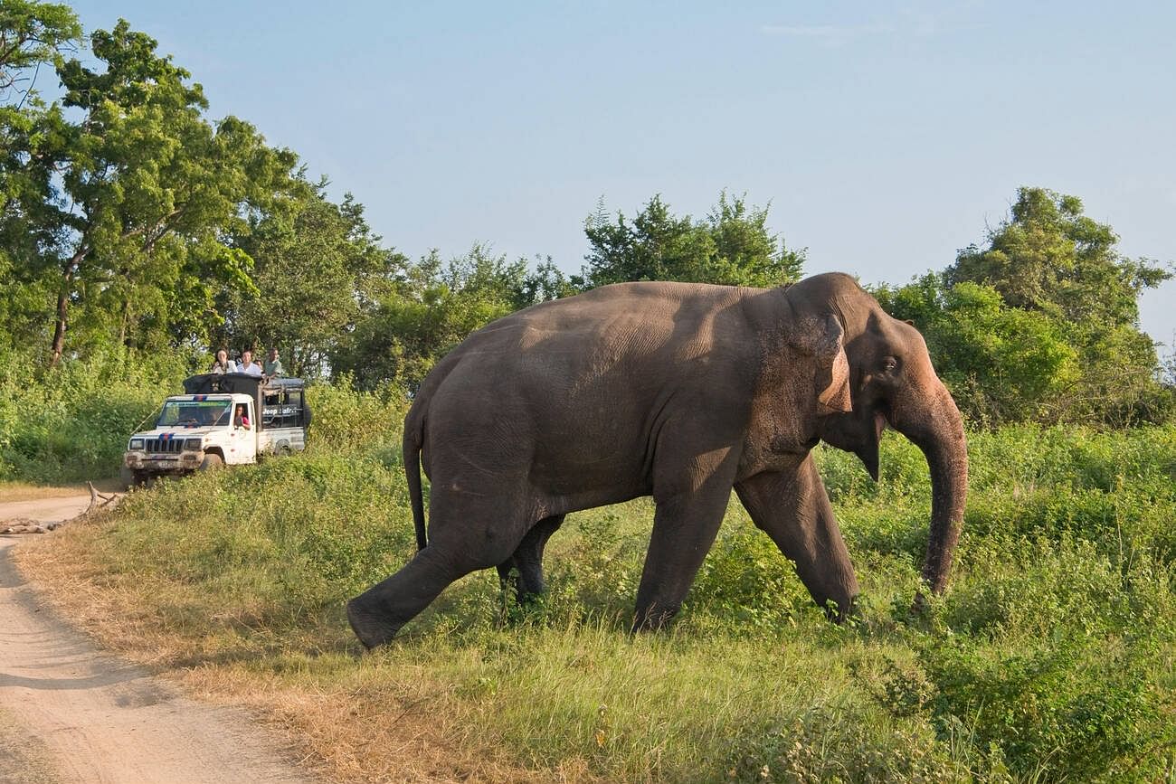 minneriya-national-park